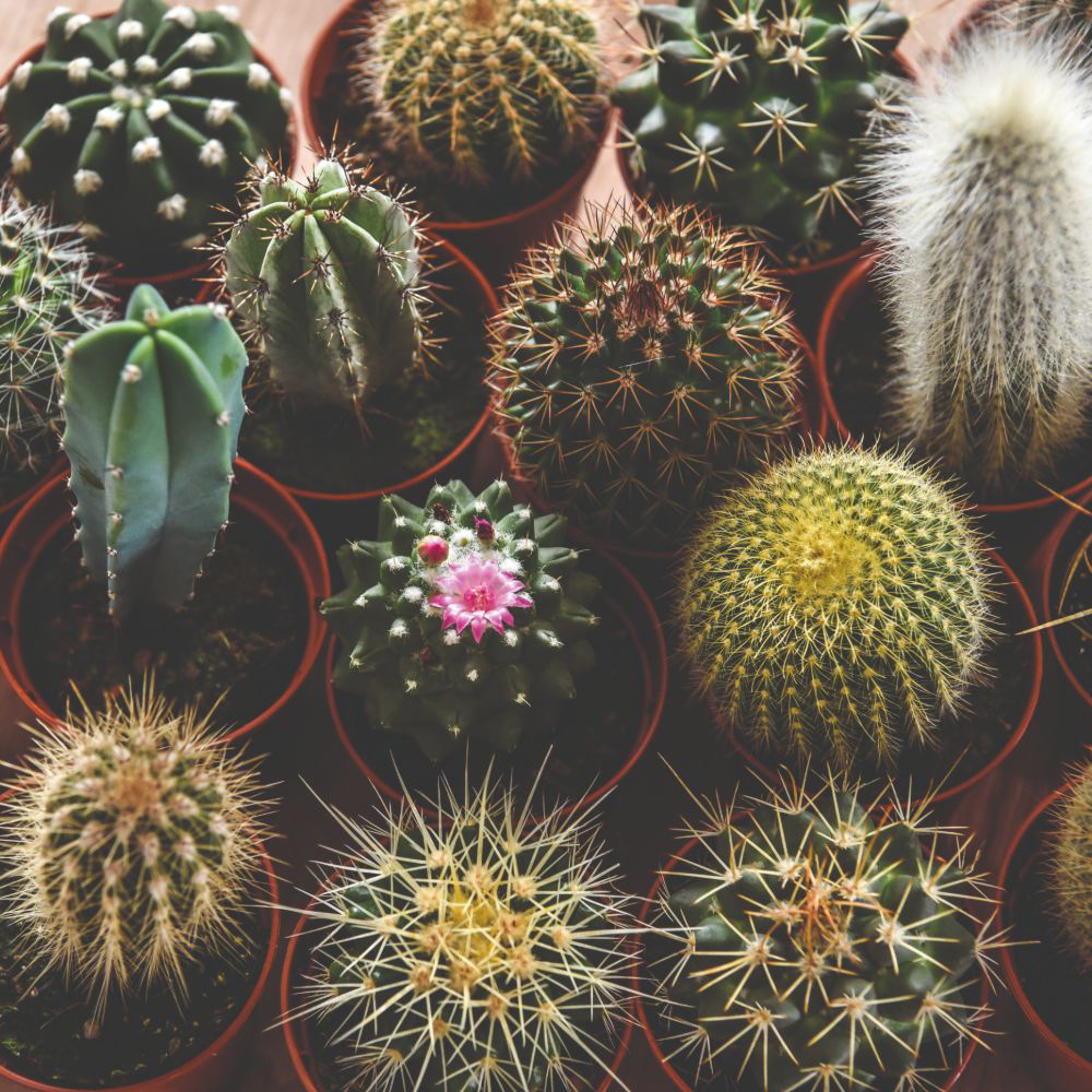 Thompson and Morgan Cactus Mixed Potted Plant 0.5cm Image 1