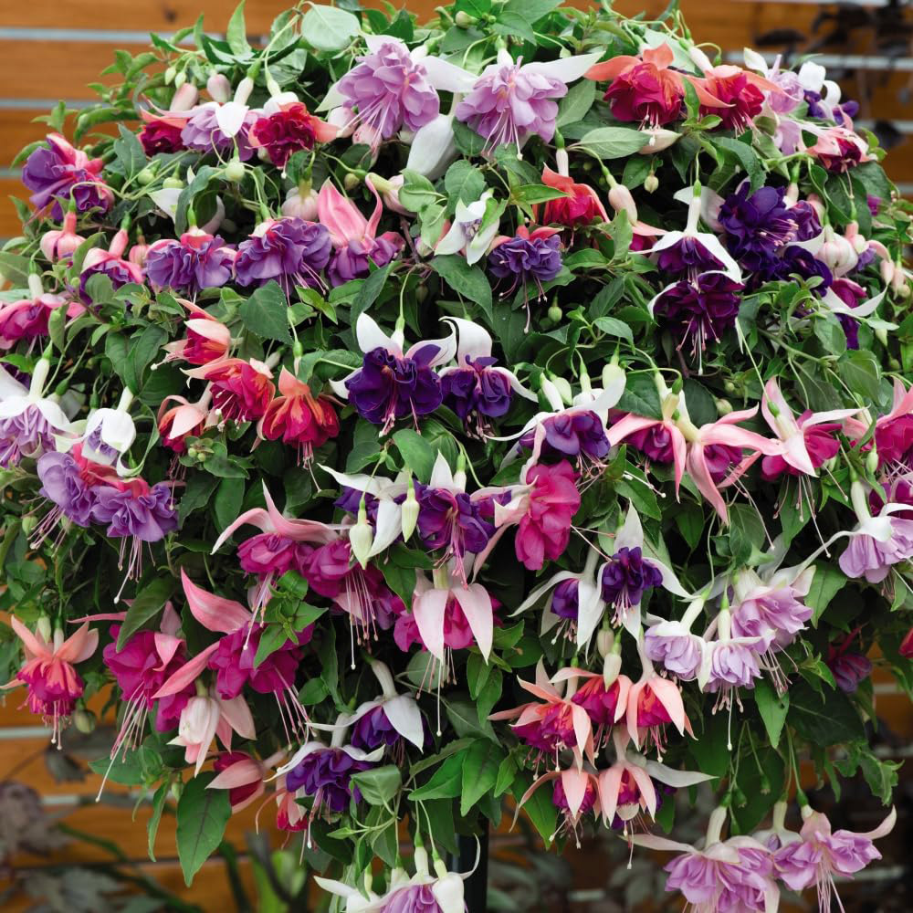 Thompson and Morgan Hanging Basket Collection Mix Postiplugs 15 Pack with Flower Seed Packet 5 Pack Image 3