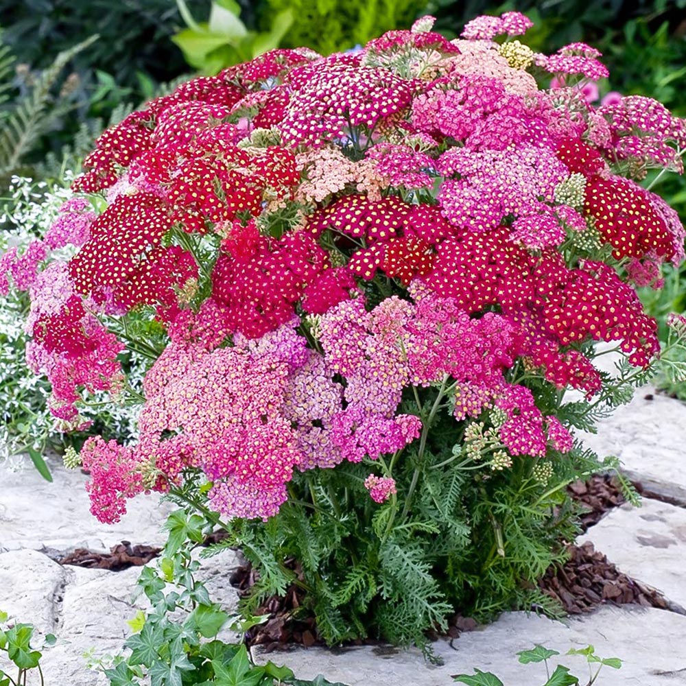 Thompson and Morgan Achillea Millefolium Summer Berries Garden Ready Plant 30 Pack Image 6