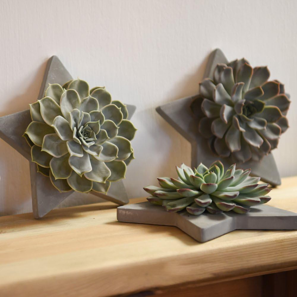 Thompson and Morgan Echeveria Mix Succulent Grey Star Arrangement Image 1