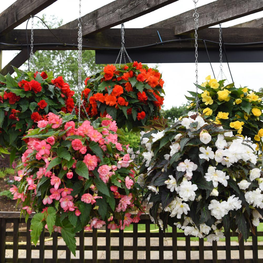 Thompson and Morgan Begonia Nonstop Joy Mixed Garden Ready Plant 15 Pack Image 2