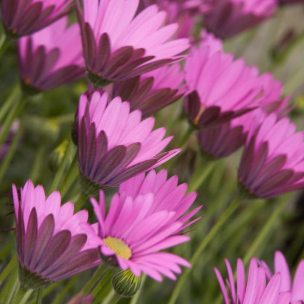 Thompson & Morgan Osteospermum Hardy in Pink Jumbo Plant Plug 3 Pack Image 2