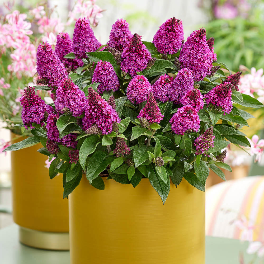 YouGarden Buddleia Little Rock Stars Red Plant Pot 9cm 3 Pack Image 1