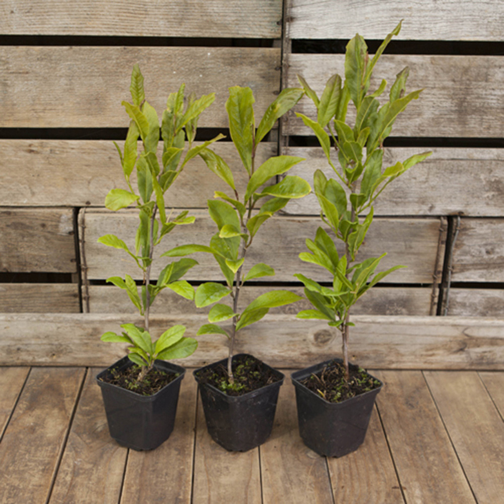 YouGarden Magnolia Collection Plant Pot 9cm 3 Pack Image 5