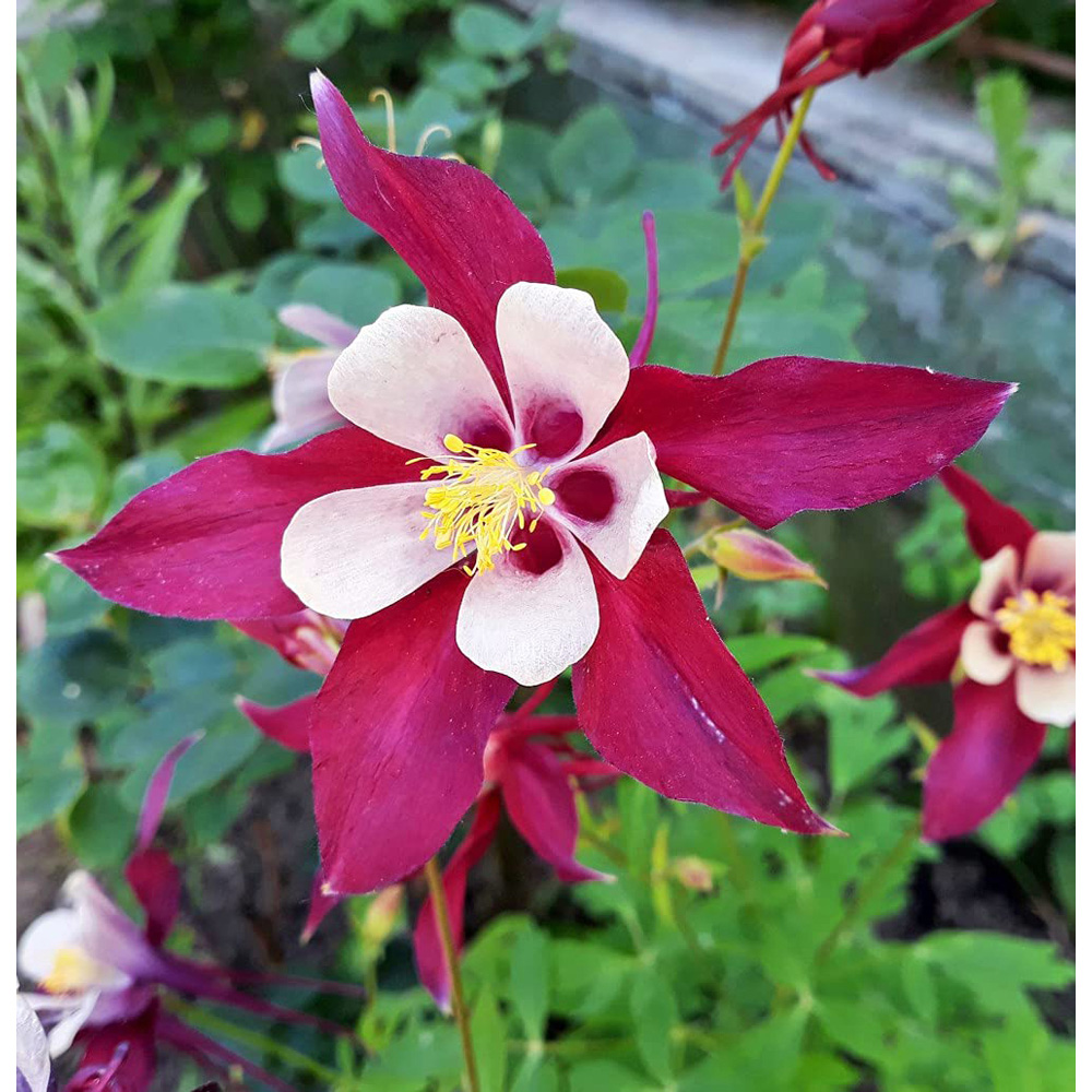 Thompson & Morgan Aquilegia Mckana Hybrids Bare Roots 3 Pack Image 4