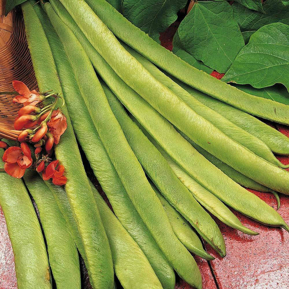 Thompson and Morgan Scarlet Emperor Runner Bean Seeds 50 Pack Image 2