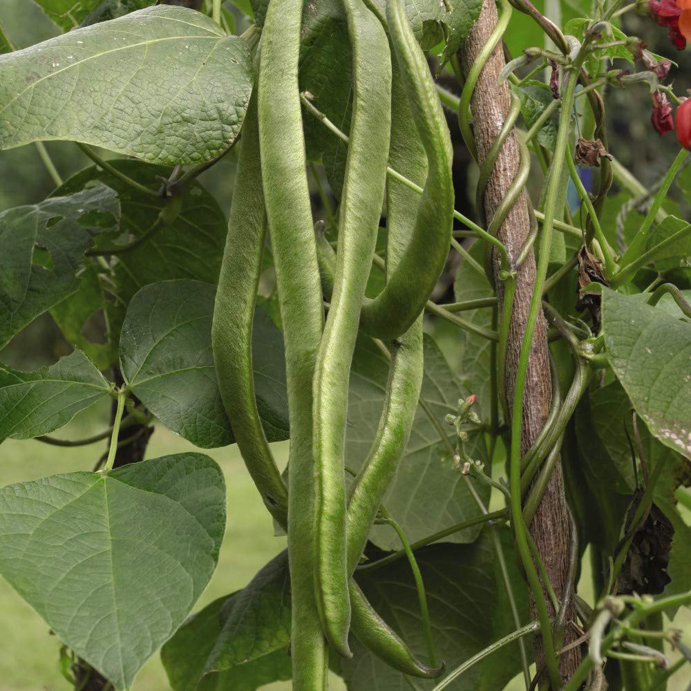 Thompson and Morgan Runner Bean Lady Di Seeds Image