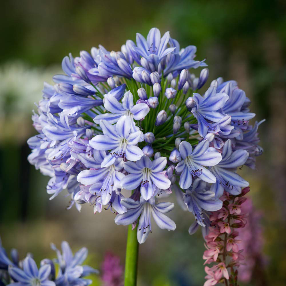 Thompson and Morgan Agapanthus Full Moon Plant Pot 9cm Image 1