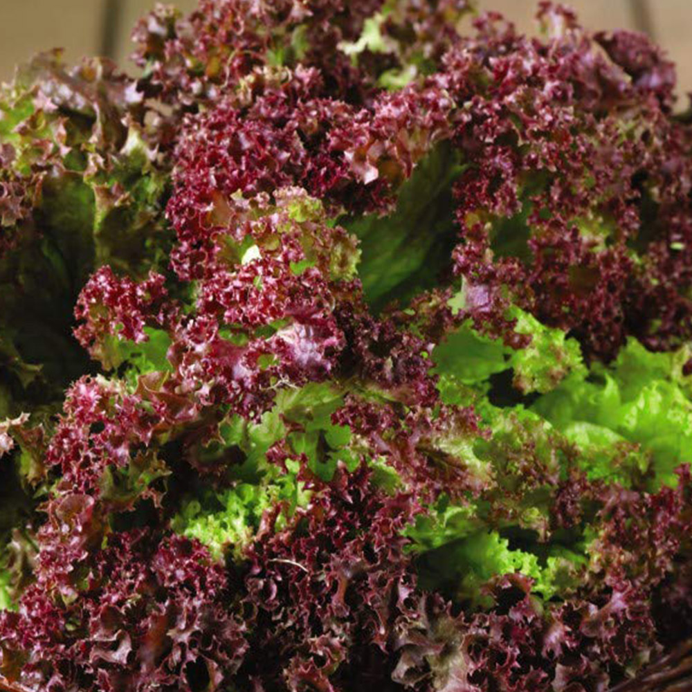 Thompson & Morgan Lettuce Lollo Rossa Seeds Image 1