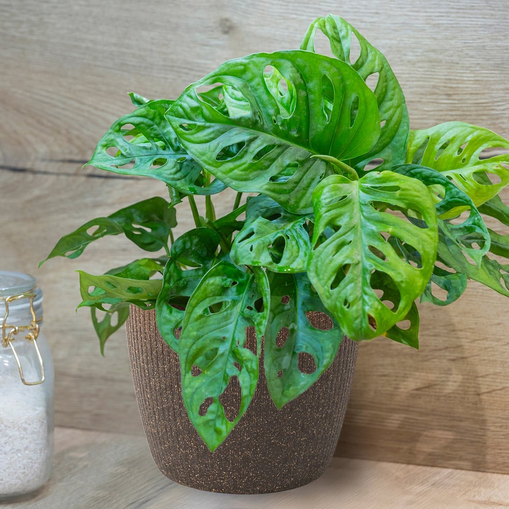 YouGarden Monstera Monkey Leaf with Espresso Recycled Pot Cover 12cm Image 1