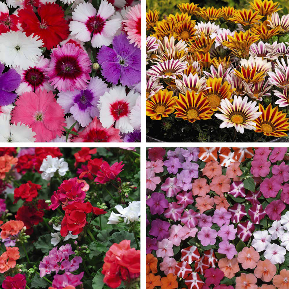 Thompson and Morgan Container Collection Mixed Plant Plug 144 Pack Image 1