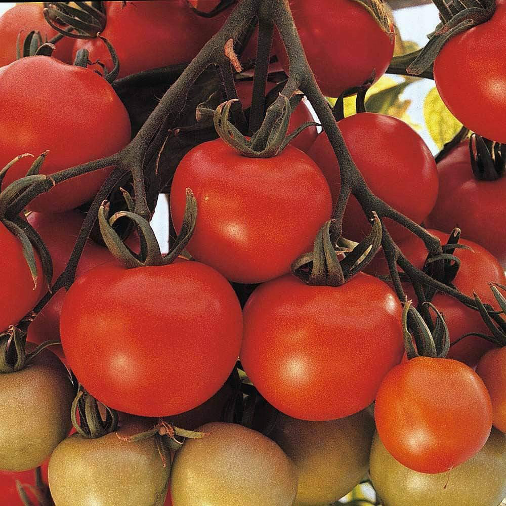 Thompson & Morgan Tomato Ailsa Craig 50 Seeds Packet Image 1