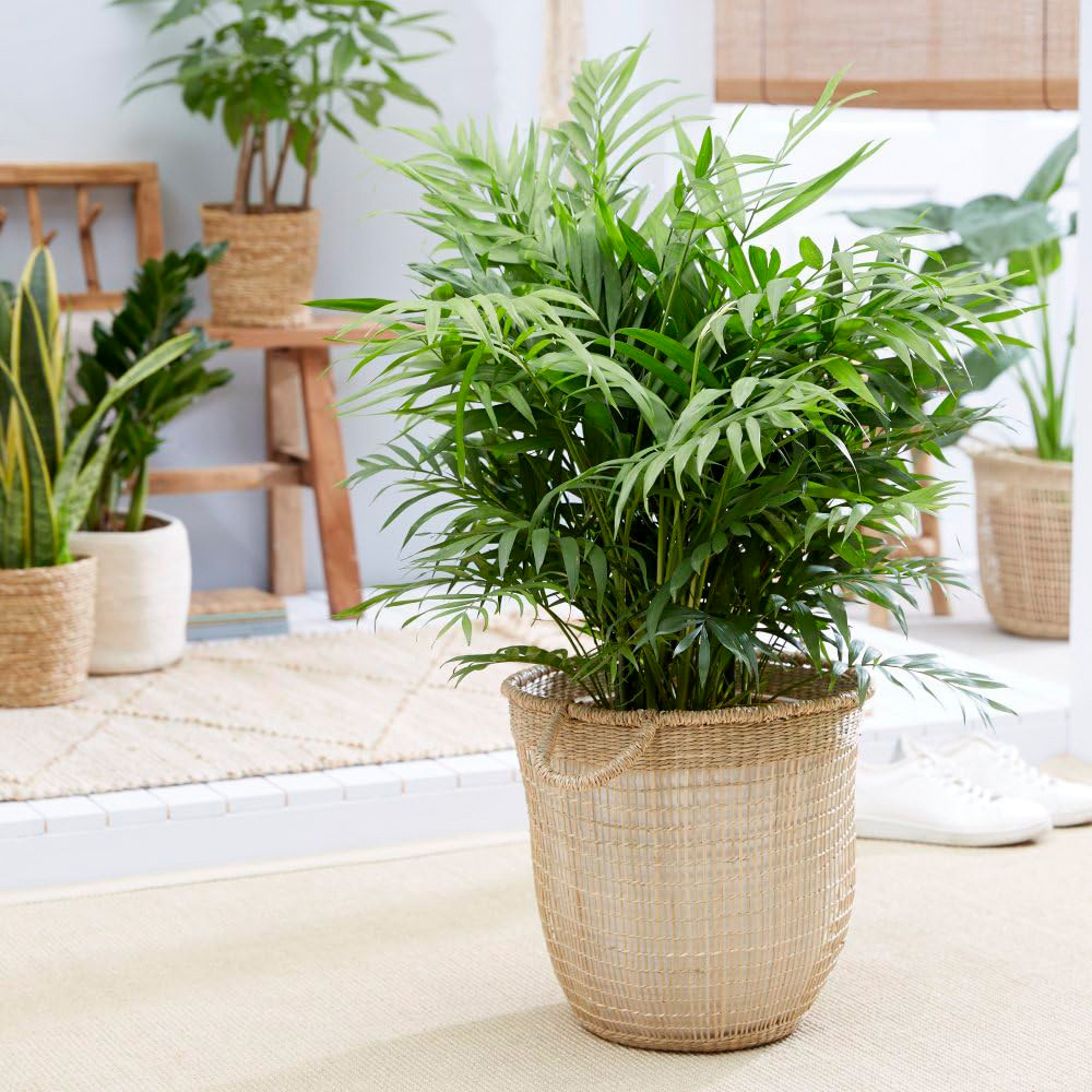 Thompson and Morgan Chamaedorea Elegans Plant Pot 17cm 2 Pack Image 5
