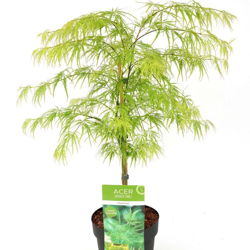 Thompson and Morgan Acer Palmatum Dissectum Plant Pot 4L Image 2