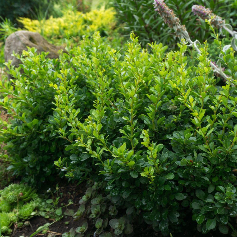 Thompson & Morgan Berberis Thunbergii Kobold Compact Pot 10L Image 1