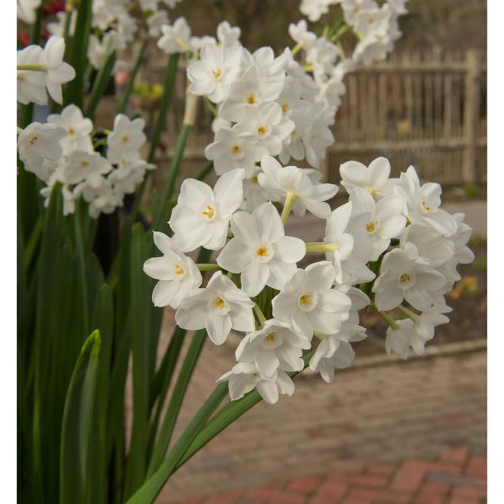 Thompson and Morgan Christmas Gift Narcissus Paperwhites Plant Pot 12cm 2 Pack Image 4