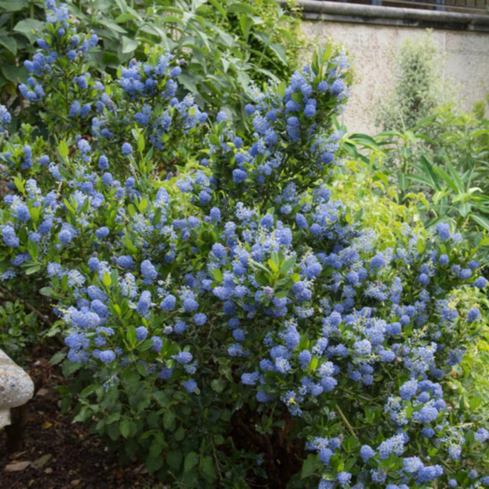 Thompson and Morgan Ceanothus Arboreus Blue Mound Plant Pot 9cm 3 Pack Image 5