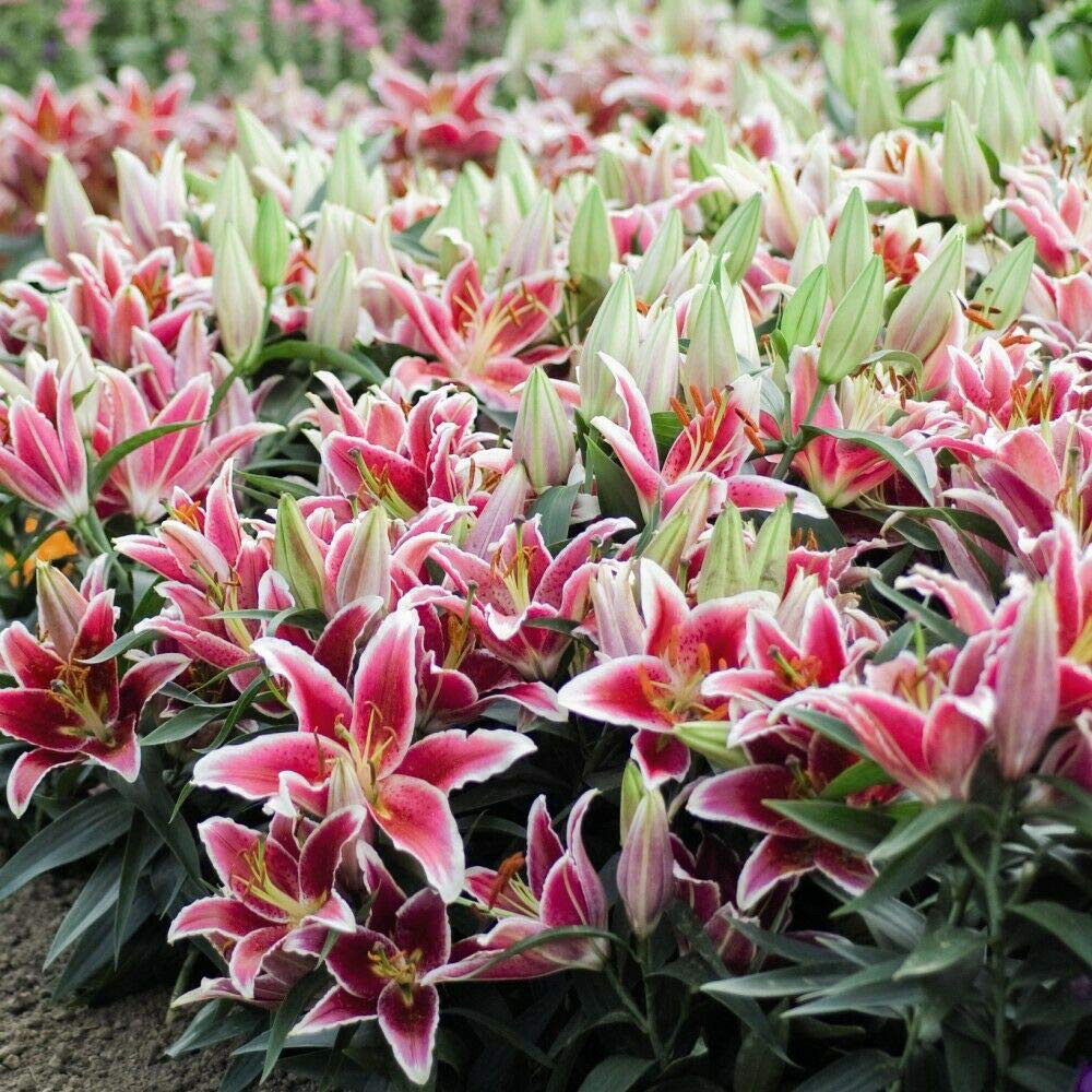 Thompson and Morgan Lily Groundcover Dazzler Planting Bulb 24 Pack Image 3