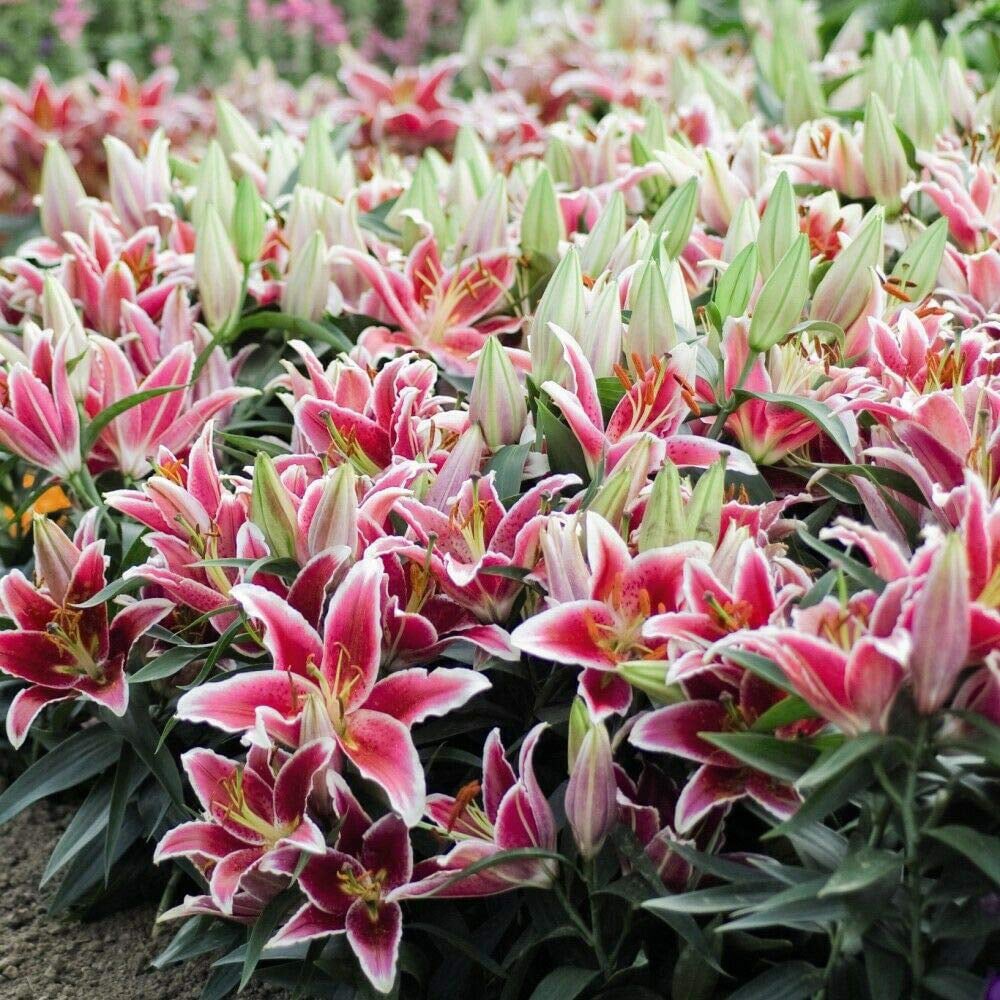 Thompson and Morgan Lily Groundcover Dazzler Planting Bulb 6 Pack Image 3