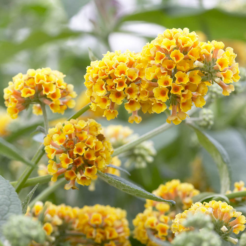YouGarden Buddleia Sungold Plant Pot 9cm 3 Pack Image 1