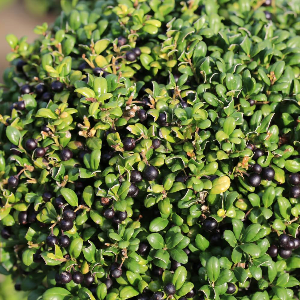 Thompson & Morgan Dark Green Ilex Crenata Bush Plant Pot 3L Image 2