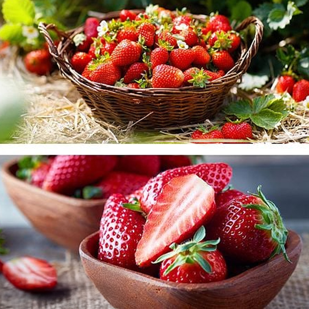 Thompson and Morgan Strawberry Duo Plant in Pot 9cm 2 Pack Image 1