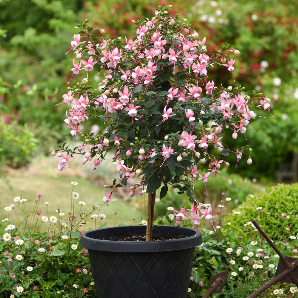 Thompson and Morgan Fuchsia Quarter Standard Elma Plant Pot 19cm Image 4