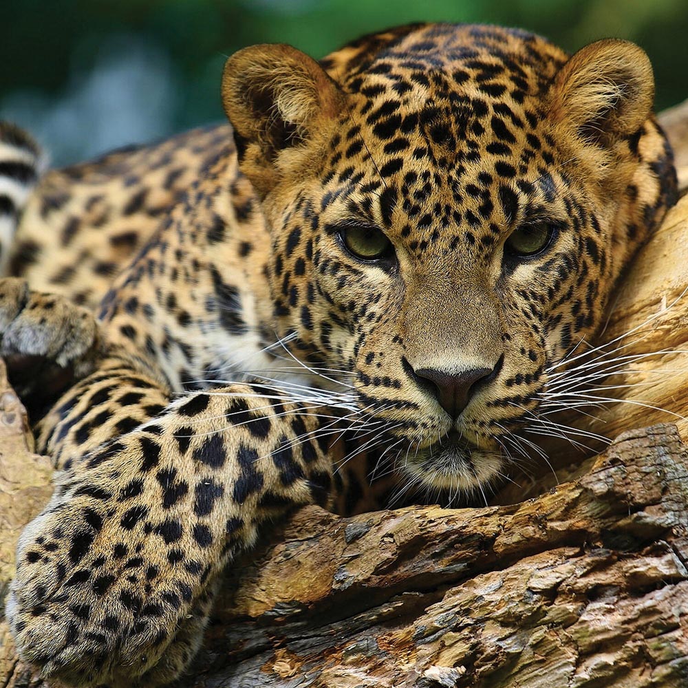 Jaguar 3D and 2D Double Sided Puzzle Image 2