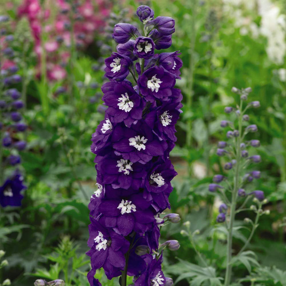 Thompson and Morgan Delphinium Dark Blue and White Bee Plant Plug 24 Pack Image 1