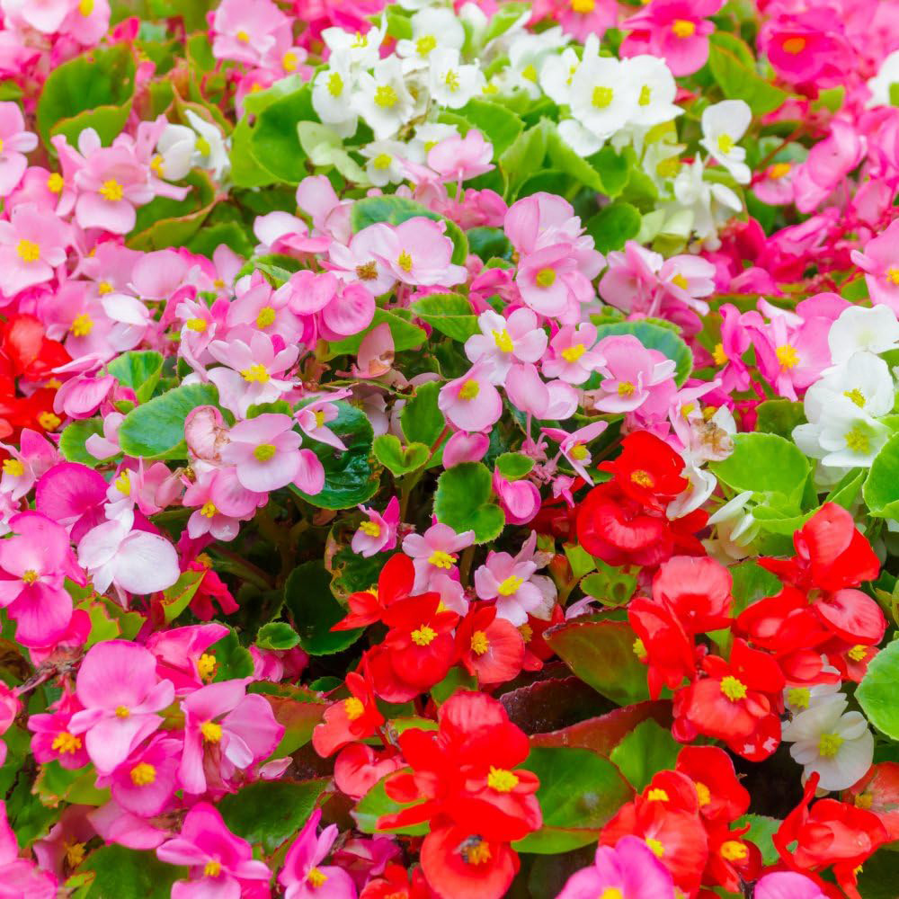 Thompson and Morgan Begonia Emperor Mixed Garden Ready Plant 30 Pack Image 1