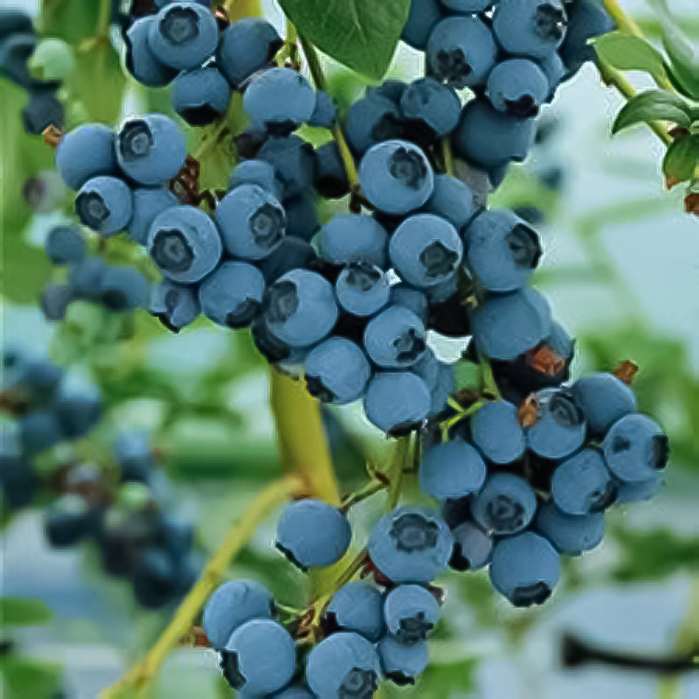 Thompson and Morgan Blueberry Bluecrop Plant Pot 9cm 6 Pack Image 2