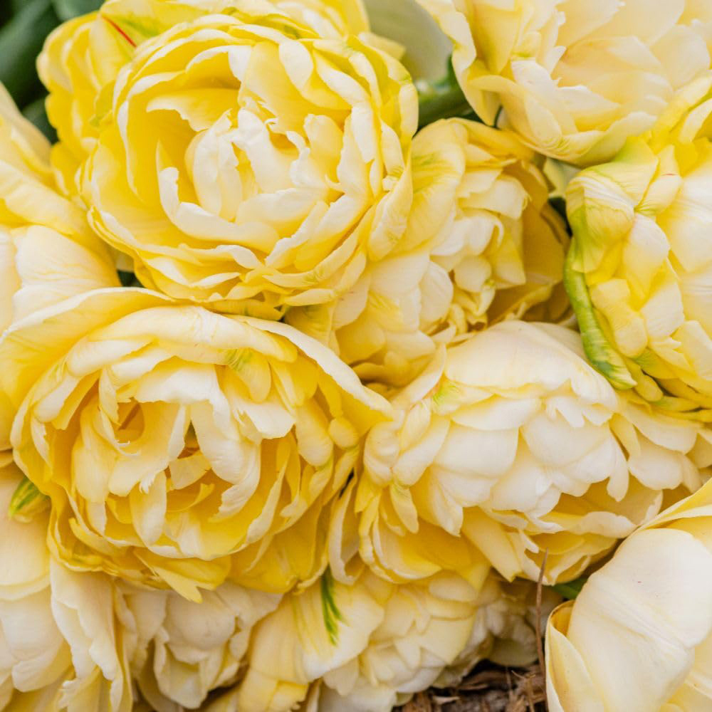 Thompson and Morgan Tulip Wedding Dream Planting Bulb 8 Pack Image 7