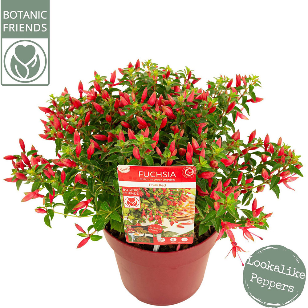 Fuchsia Chilli Red Potted Plant Image 2