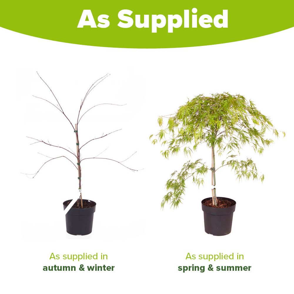 YouGarden Acer Palmatum Dissectum Plant Pot 3L Image 3