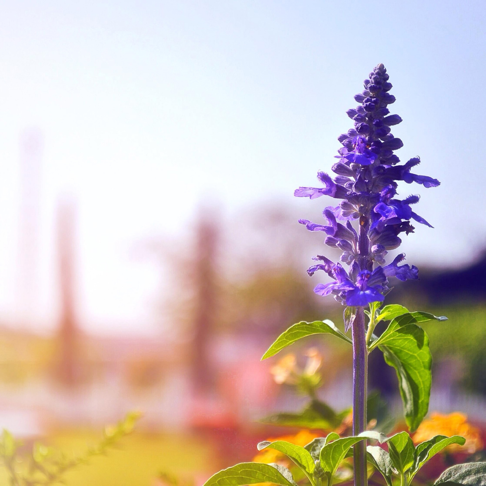 Thompson and Morgan Blue Salvia farinacea Victoria Seed Packet Image 2
