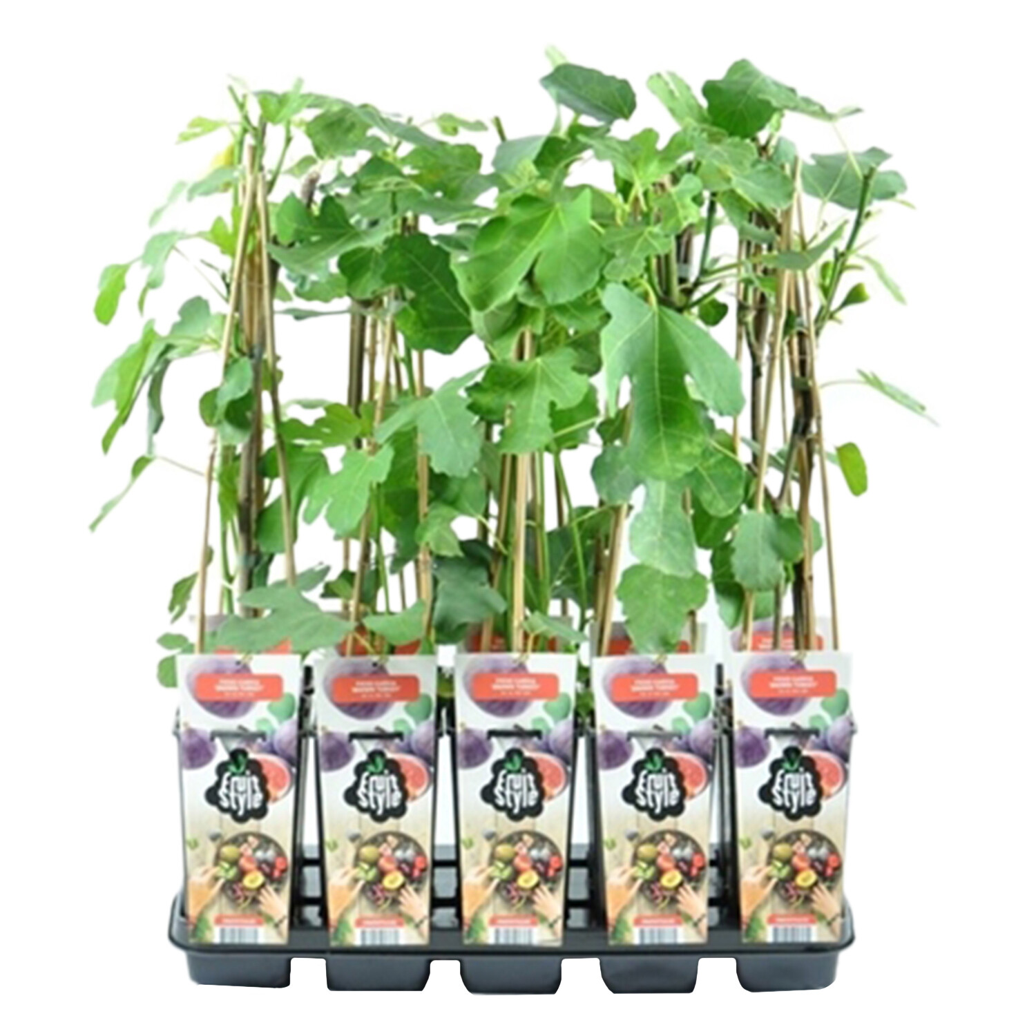 Ficus carica 'Brown Turkey' Image