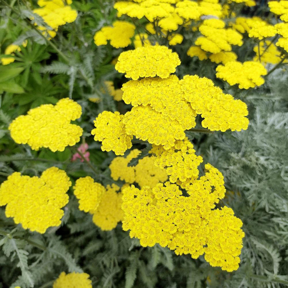 Thompson and Morgan Achillea Moonshine Plant Pot 9cm 3 Pack Image 1