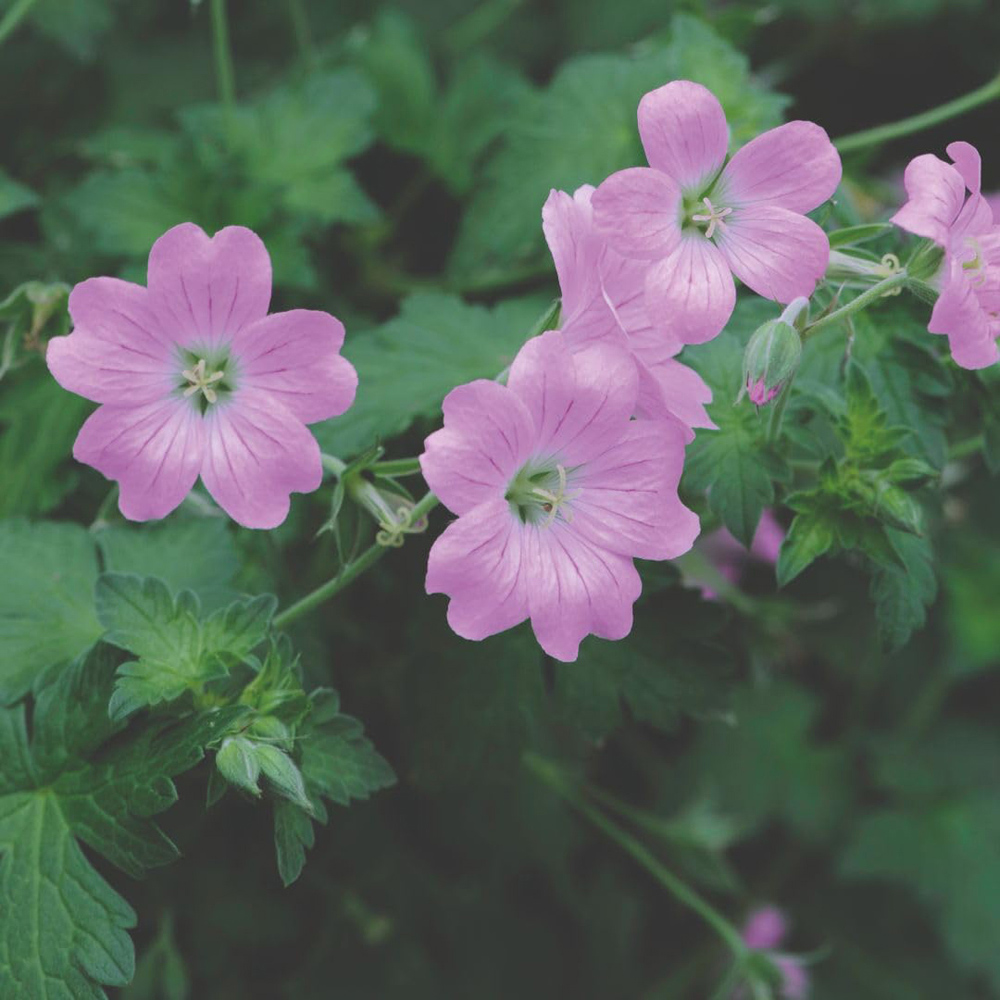 Thompson and Morgan Geranium Endressii Plant Pot 9cm 2 Pack Image 1