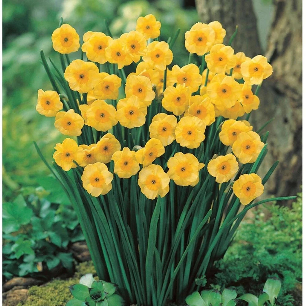 Thompson and Morgan Daffodil Jonquilla Sundisc Planting Bulb 8 Pack Image 5