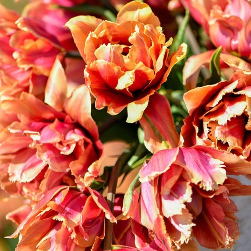 Thompson and Morgan Tulip Callahan Amber and Apricot Planting Bulb 8 Pack Image 4
