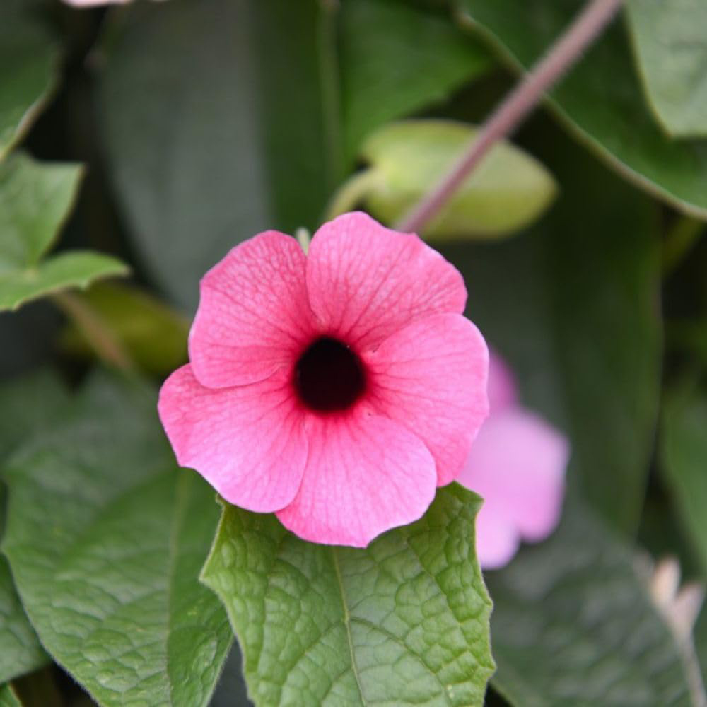 Thompson and Morgan Thunbergia Sunny Susy Collection Jumbo Plug Plant 5 Pack Image 6