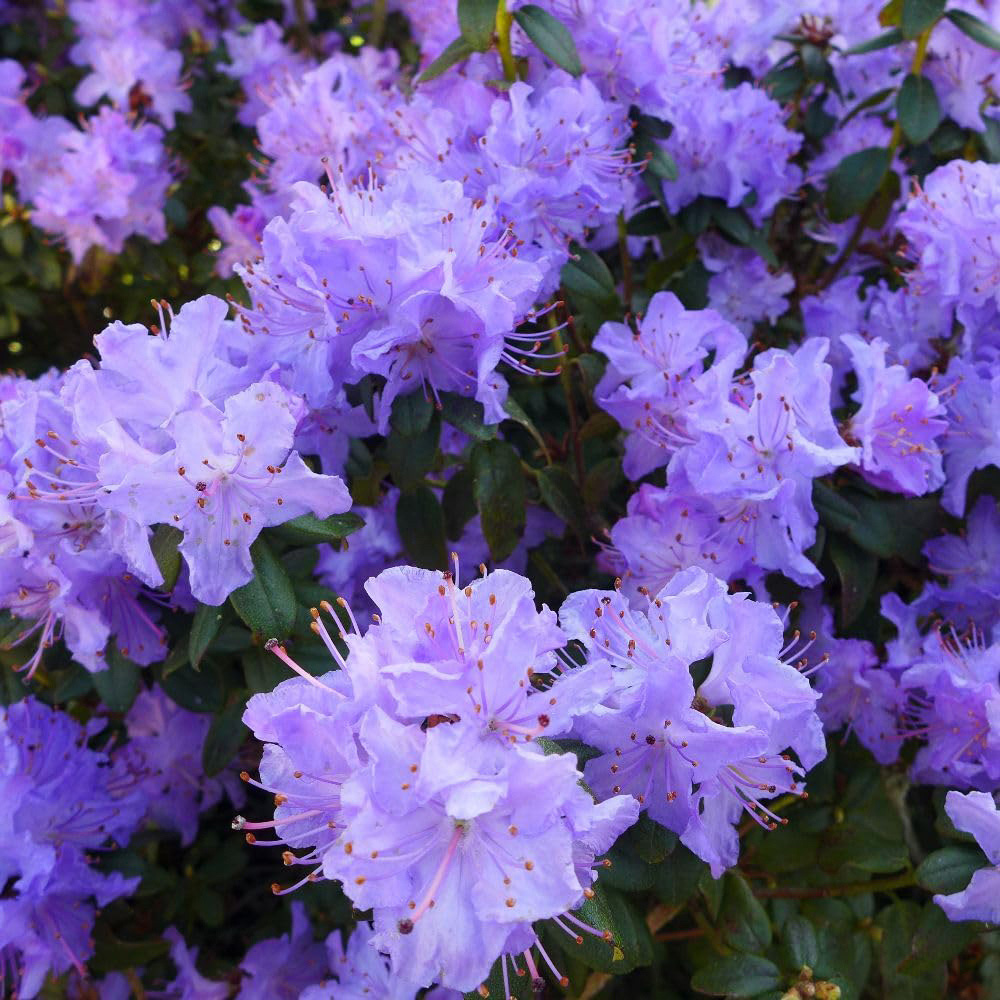 Thompson and Morgan Rhododendron Dwarf Blue Plant Pot 2L 2 Pack Image 1