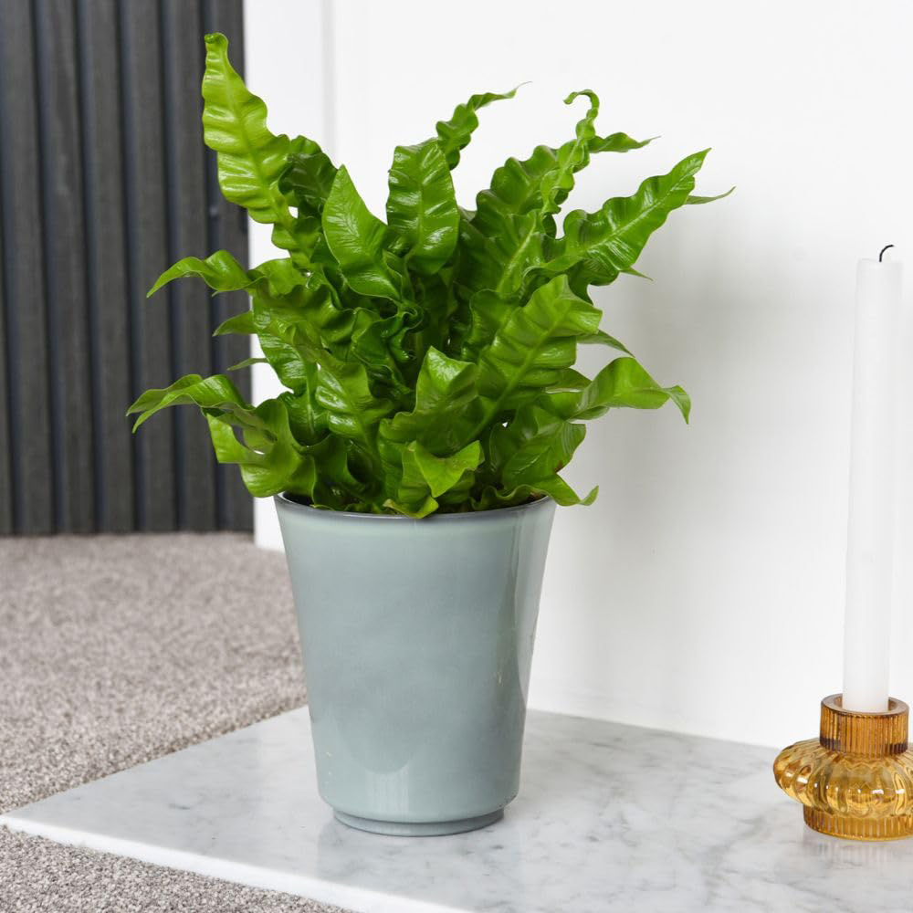 Thompson and Morgan Asplenium Nidus Crispy Wave Plant Pot 12cm 2 Pack Image 5