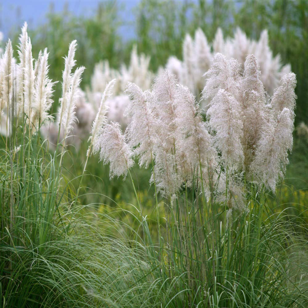 Thompson & Morgan Cortaderia Tiny Pampa Plant Pot 9cm 2 Pack Image 2