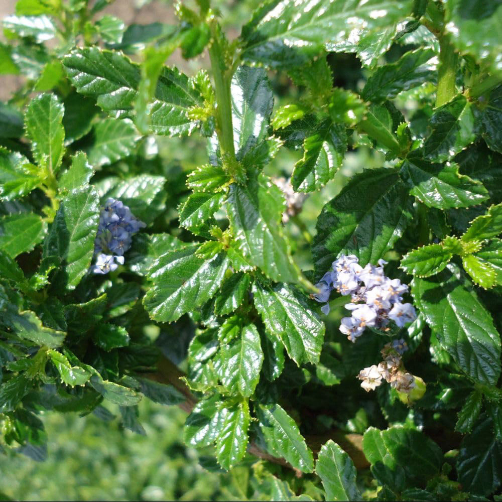 Thompson and Morgan Ceanothus Arboreus Blue Mound Plant Pot 9cm Image 1