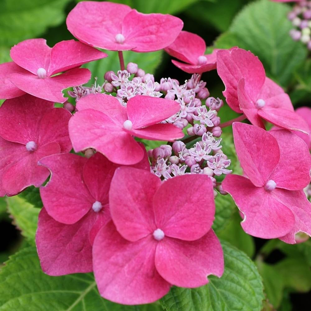 Thompson & Morgan Pink Hydrangea Macrophylla Teller Plant Pot 3L Image 1