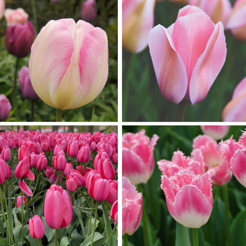 Thompson and Morgan Tulip Pretty in Pink Collection Planting Bulb 64 Pack Image 1