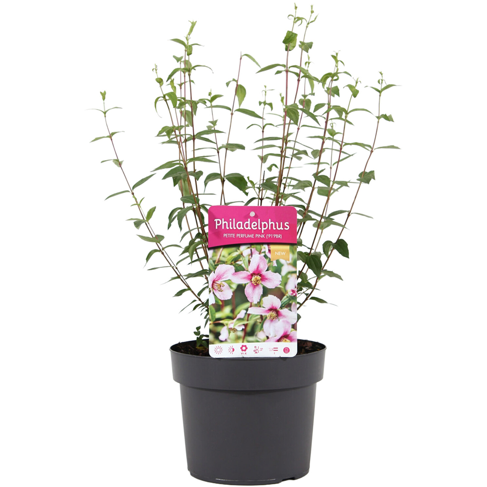 Philadelphus Petite Pink Perfume Plant Image