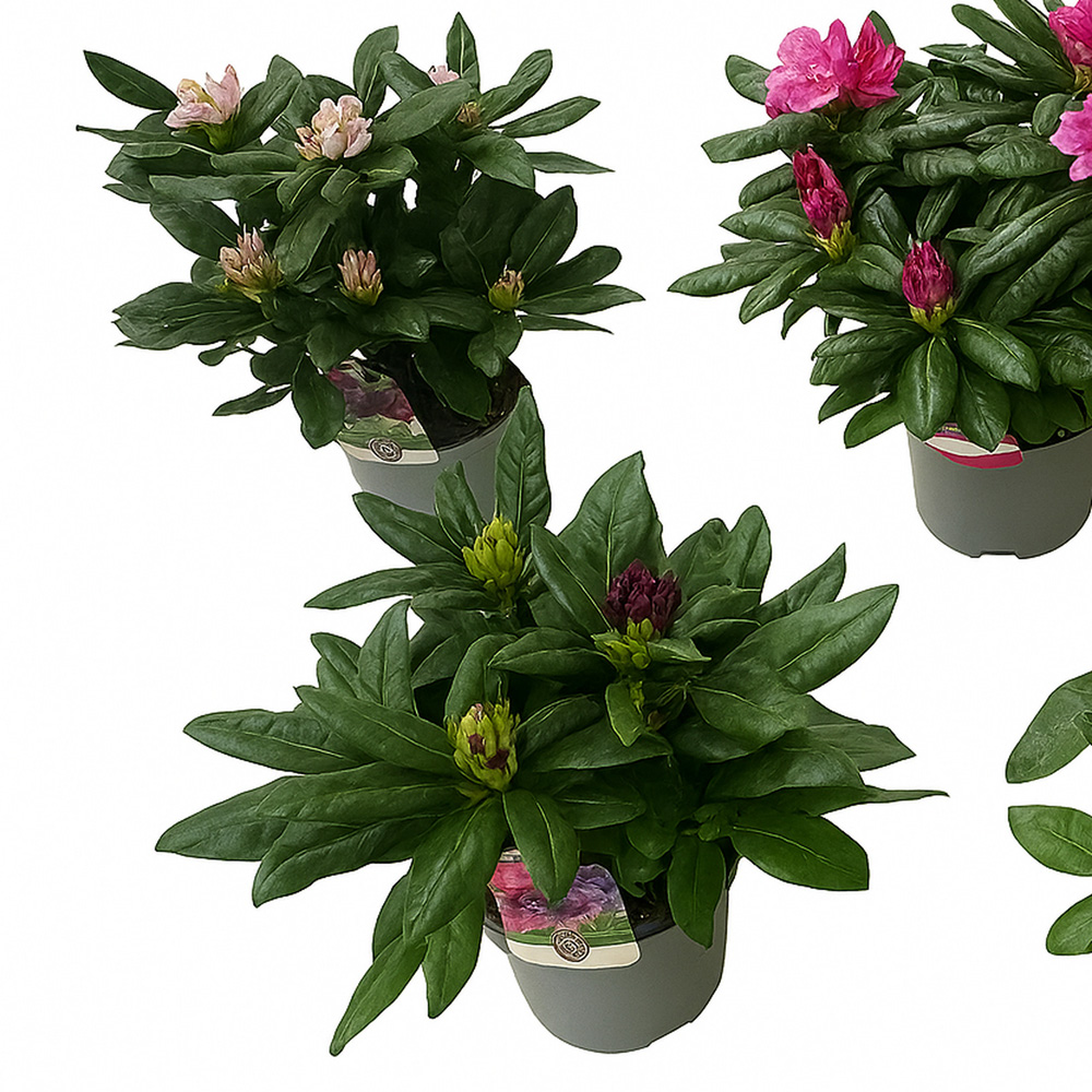 Rhododendron Flowering Plant Image 3
