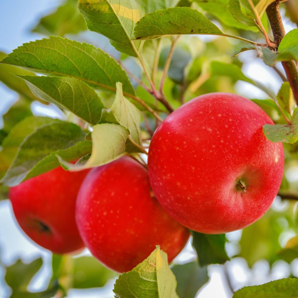 Thompson and Morgan Apple Tree Worcester Pearmain Bare Root Tree 2 Pack Image 1